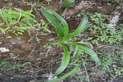 Chlorophytum bharuchae
